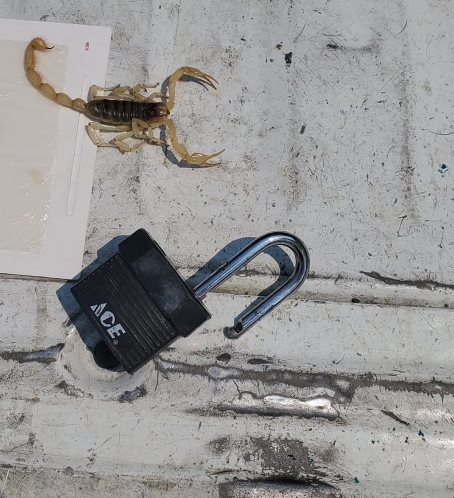 Bark scorpion caught next to a padlock for scale