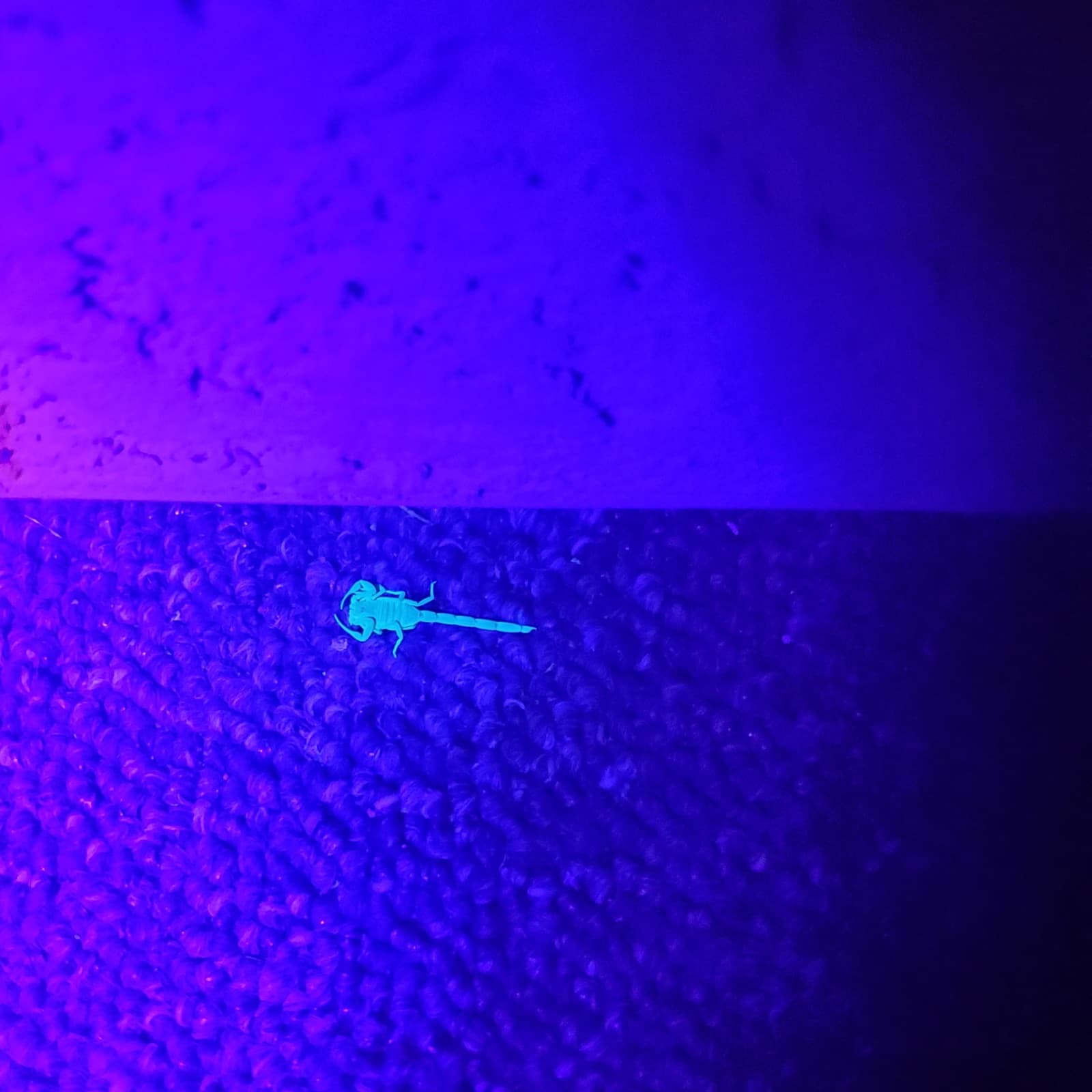 Scorpion glowing under a UV black light during a night inspection