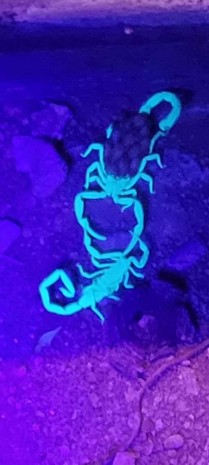 Scorpion fluorescing blue under ultraviolet light