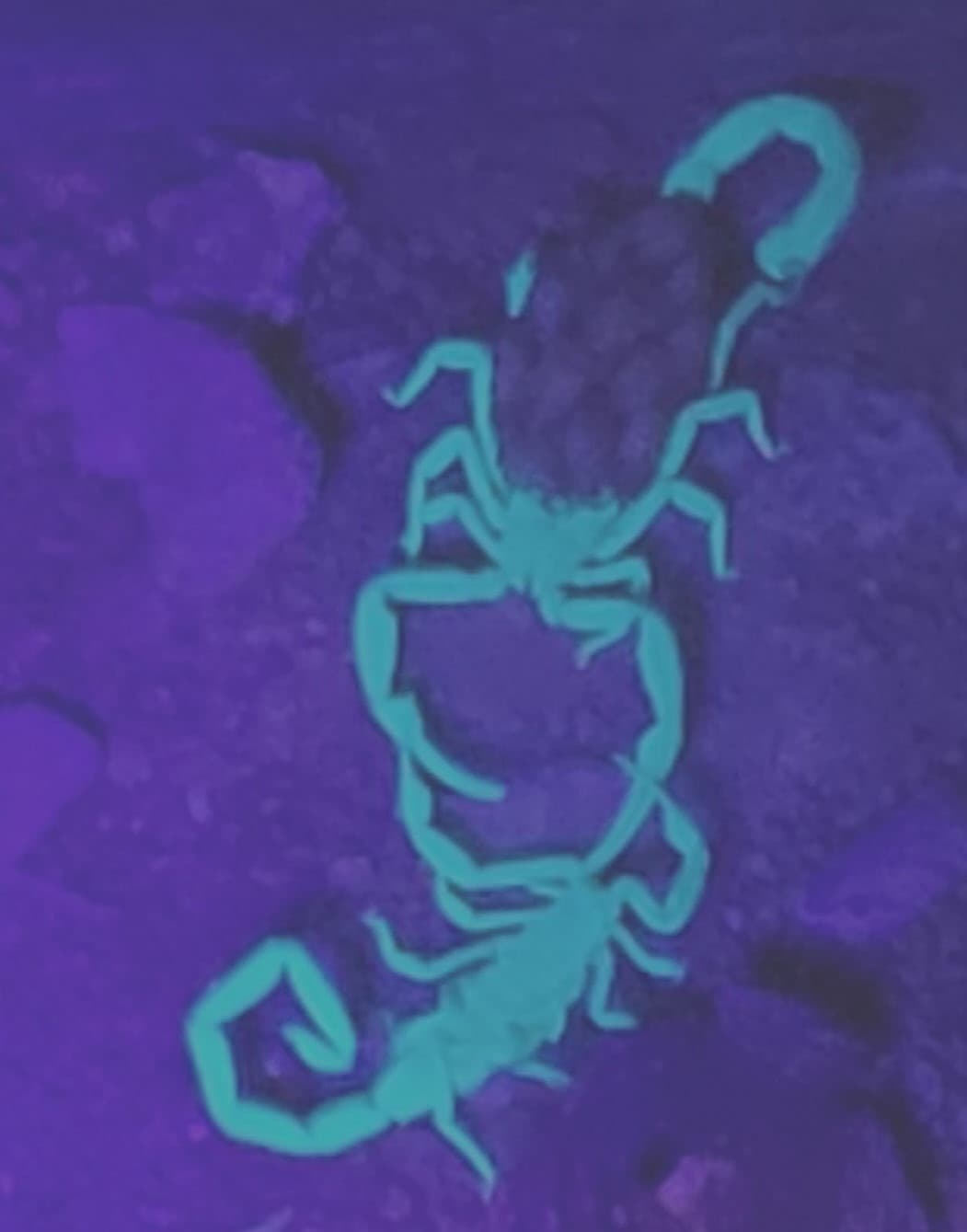 Scorpion glowing blue-green under a black light during a night hunt