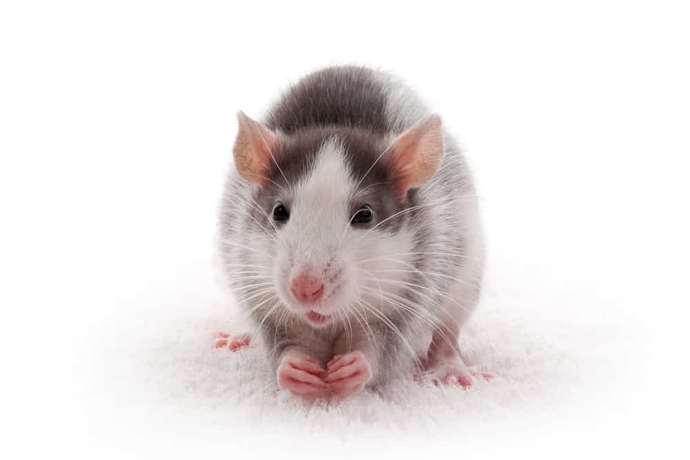 Rat on a white background