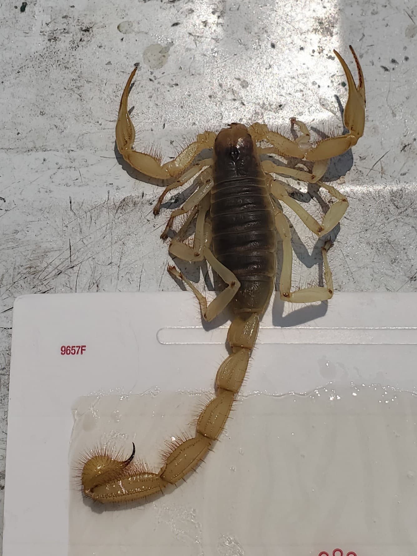Bark scorpion caught on a glue board